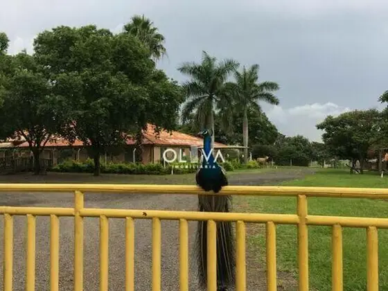 Foto de capa — Sítio em Zona Rural, Nhandeara